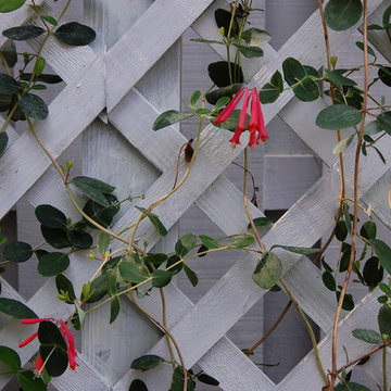 Lonicera sempervirens