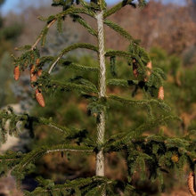 Great Garden Plants For Winter
