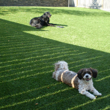 Dog Yards