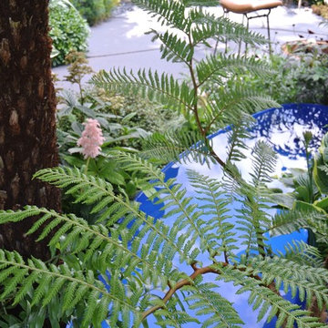 A plant lovers city garden