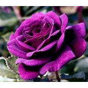 Ivette Lopez's photo