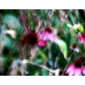 Bill Codington's photo