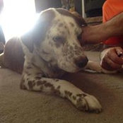 Noel Richetti's photo