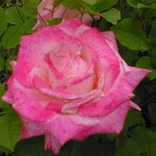Sheri Avery's photo