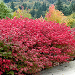 Dwarf Burning Bush - Plants