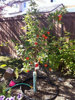 Honeycrisp Apple Tree In Calgary