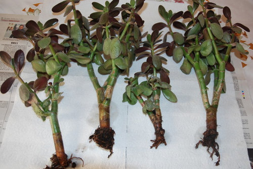 Jade plant needs help!!