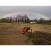 Oakfield Farms billede