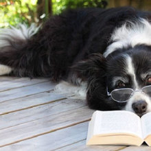 border collies