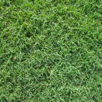 Common Bermuda