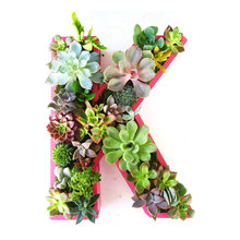 Succulent Gardening
