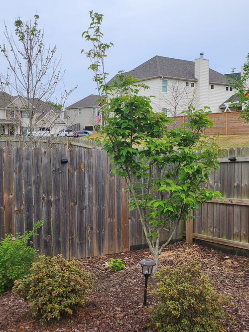 Trimming dogwood tree