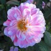 Maren Lane's photo