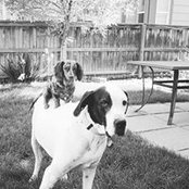 Dan Howard's photo