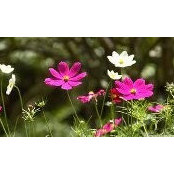 Cathy Weas Jones's photo