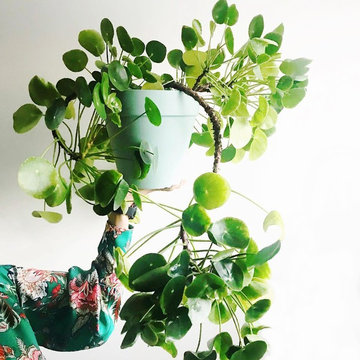 Craziest Pilea Peperomioides you'll ever see