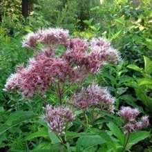 Do NOT Plant - Attract Flies
