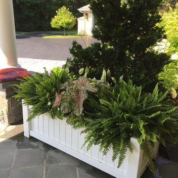 Planters & WIndow Boxes