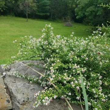 Low Maintenance Wildlife Garden in New York's Capitol Region