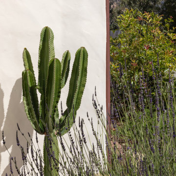 Montecito Phoenix rise from the ashes
