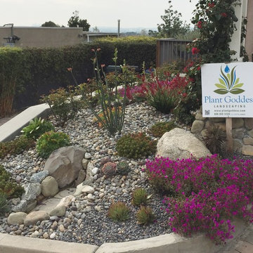 Succulent garden