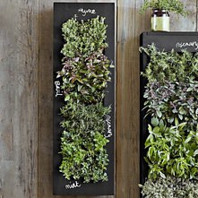 Contemporary Indoor Pots And Planters by Williams-Sonoma