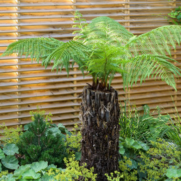 Tree fern specimen planting in Sanctuary Garden in London