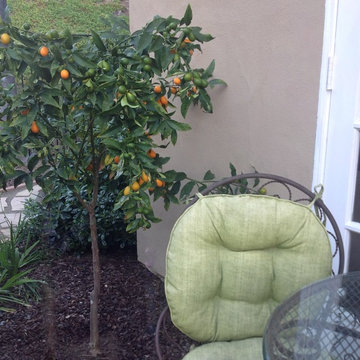 Kumquat