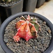 Foto von Right Succulent