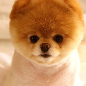 Photo de Boo