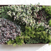Vertical Garden