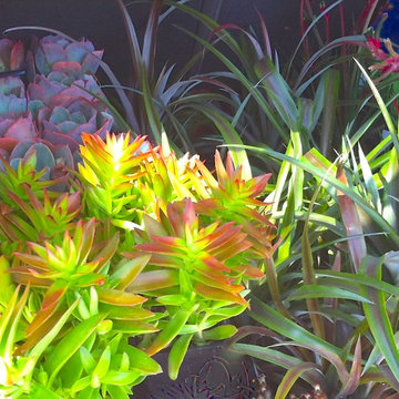 Succulents
