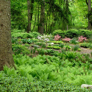 Woodland garden