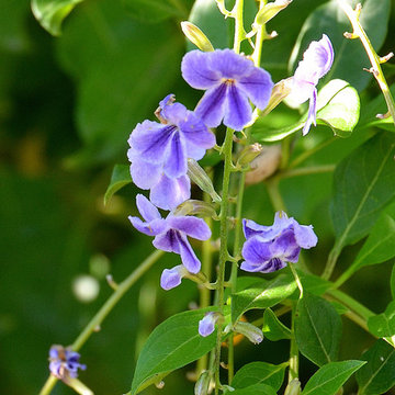 Southwestern Plants