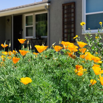 Front Yard Makeover