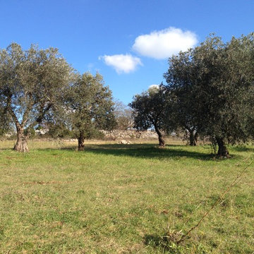 Olive grove