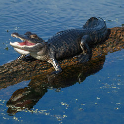 "Alligator Smiles" - Photographs