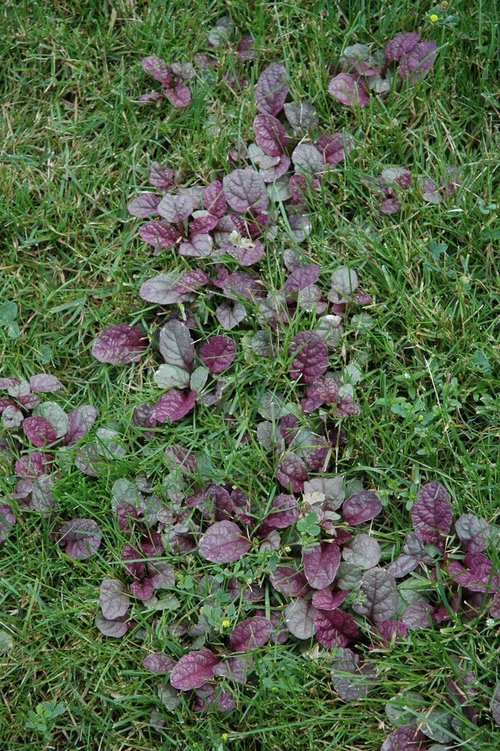 Ajuga Ground Cover Growing In Lawn, How To Get Rid Of Ajuga Ground Cover