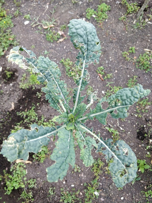 Kale Toscana Protection Against Ants?