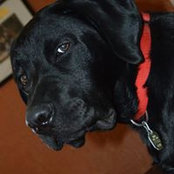 Sarah Kuss Shivler's photo