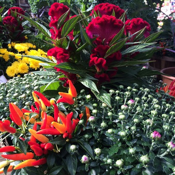 Ornamental Peppers