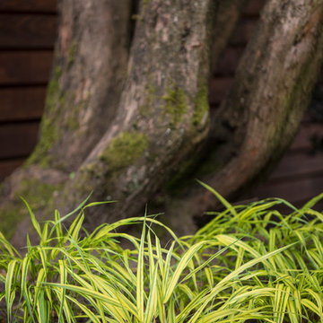 Capitol Hill Craftsman Landscape Design