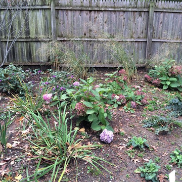 Hydrangea 'Endless Summer' and Panicum virgatum 'Northwind'
