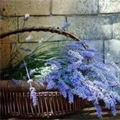 Susanna Kopp's photo