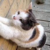 Candace Marshall's photo