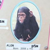 Alon Saban's photo