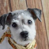 Debbi Voight's photo