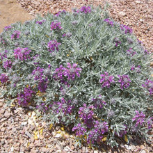 Backyard ground cover