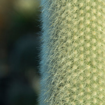 Plants in the Landscape