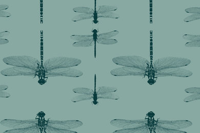 Dragonfly collection